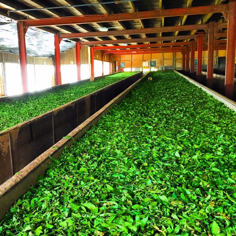 Ceylon-Tea-Trails-Hatton-Sri-Lanka-norwood-tea-plantation-factory-inside