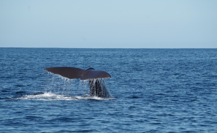 Whale and Dolphin Watching Trincomalee