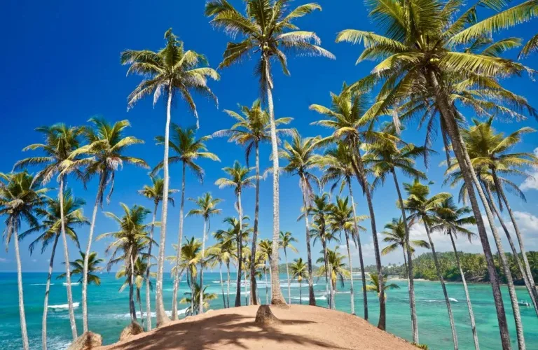 Coconut Tree Hill Mirissa