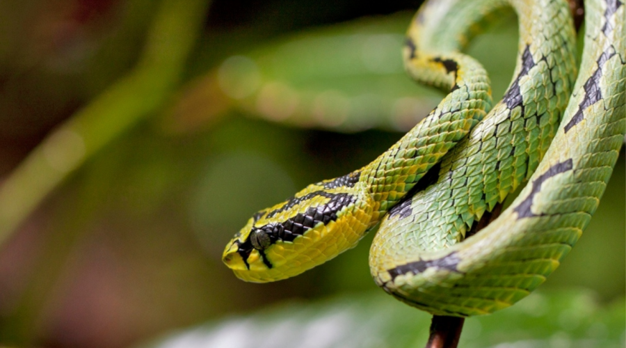 bentota boat safari bentota boat safari