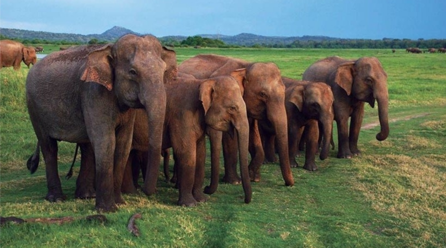 bentota to udawalawe