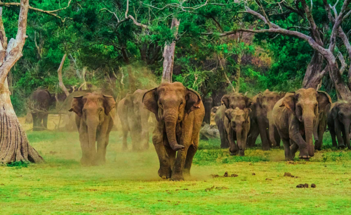 bentota to udawalawe
