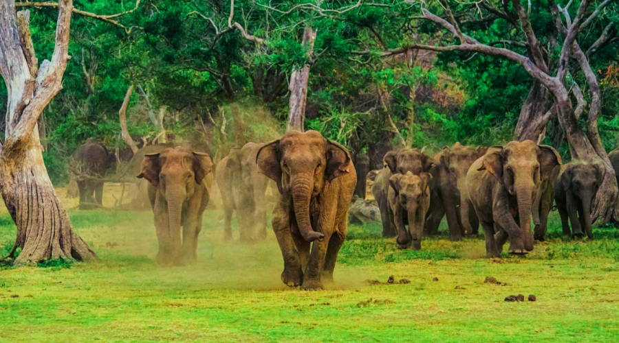 bentota to udawalawe