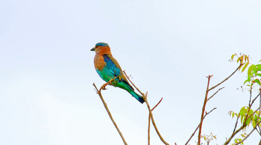 bentota to udawalawe