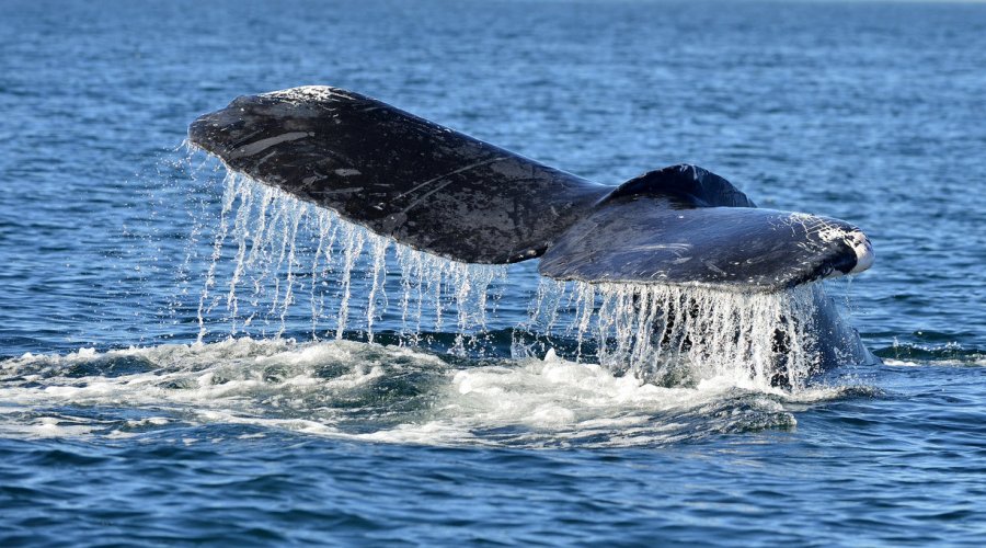 mirissa whale watching
