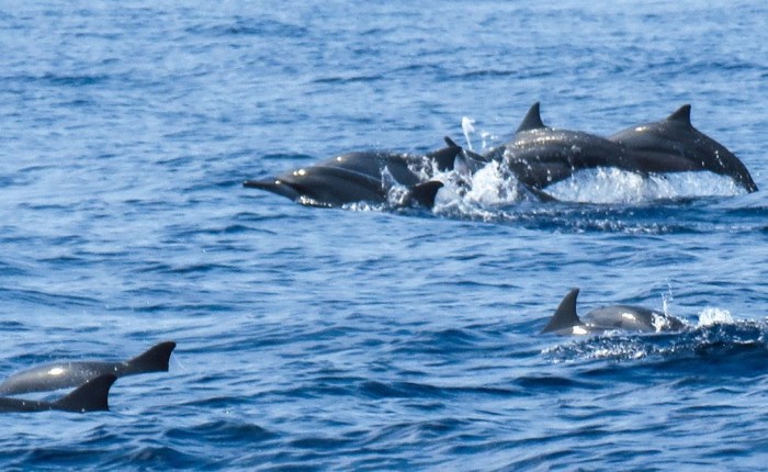 mirissa whale watching tours