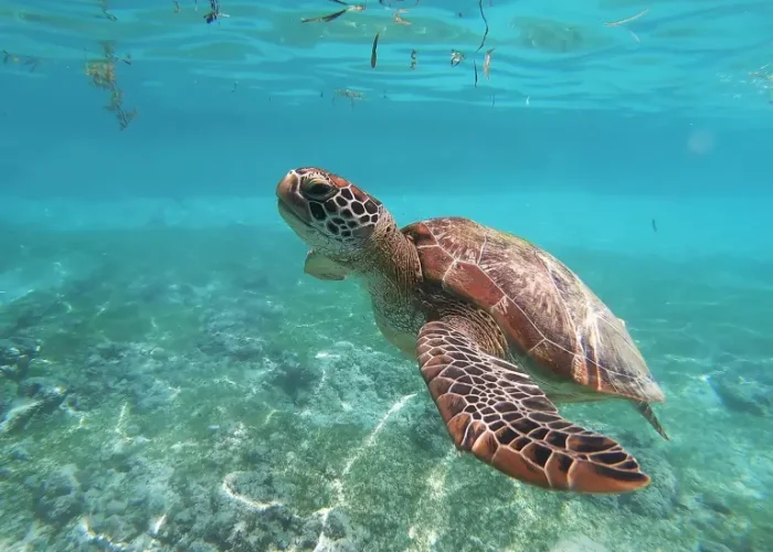 swim with turtles mirissa