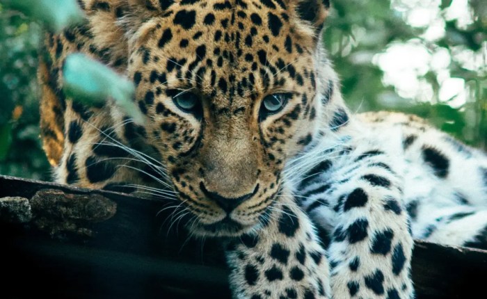 wilpattu-safari-tours