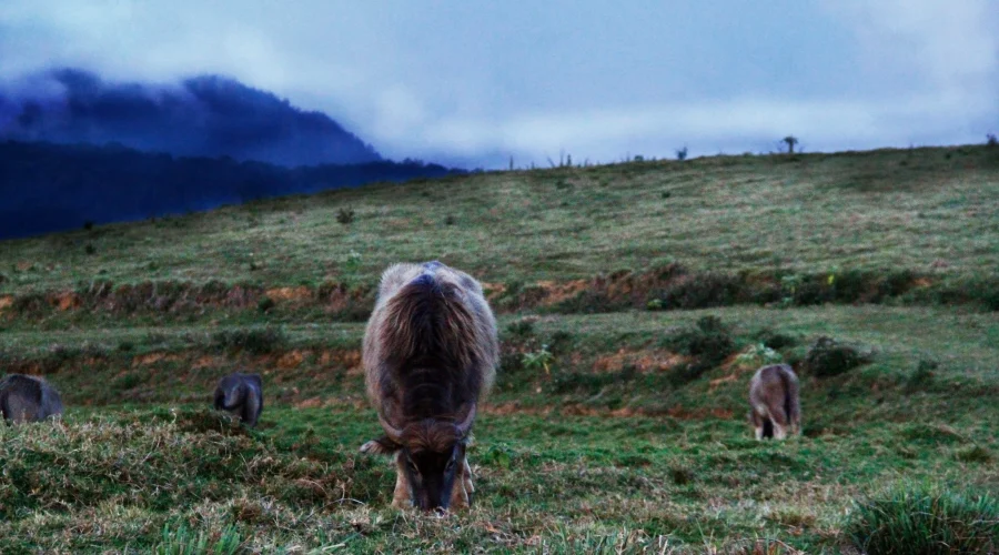 day out packages in nuwara eliya