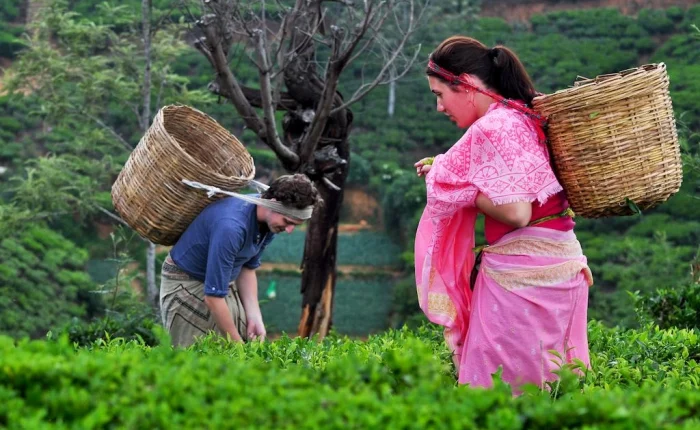 nuwara eliya one day trip