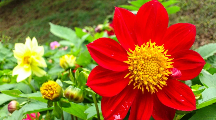 one day trip to nuwara eliya